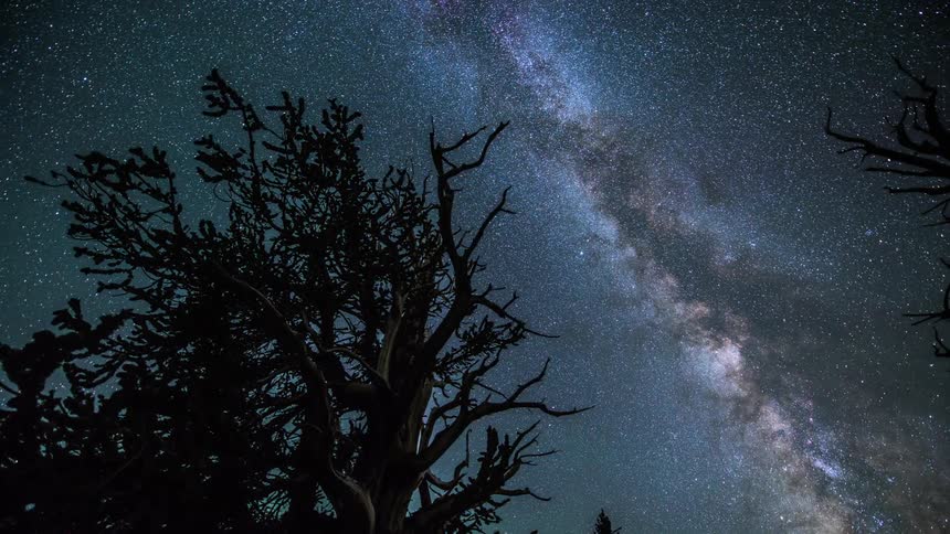 The starry night sky and a silhouetted tree