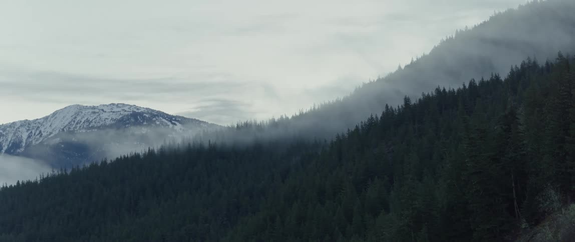 A forest on a cloudy day