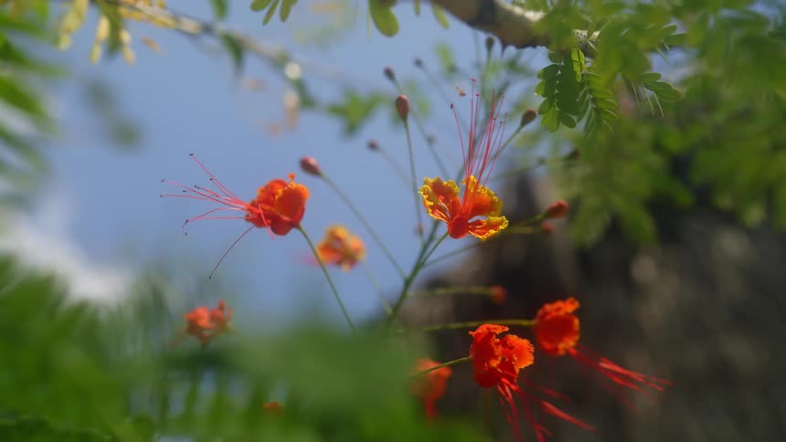 Insect buzzes around red and orange flowers with mountain in the background