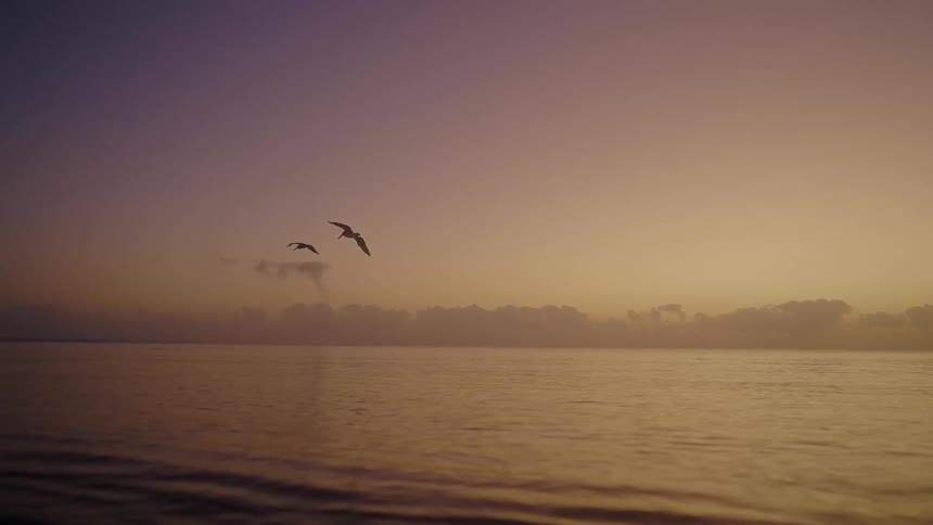 Two large birds fly over the water on a smoky day