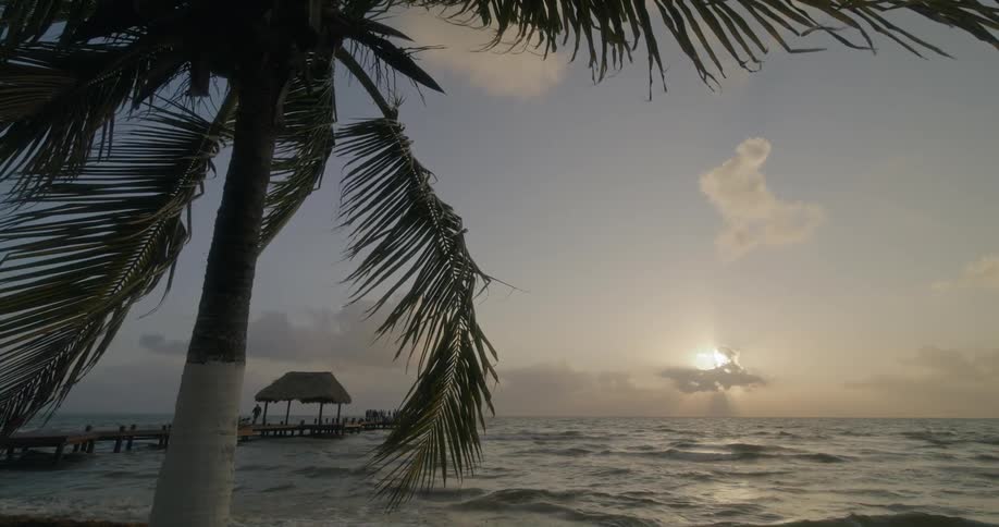 Palm tree blows in the breeze next to the ocean while people walk on the pier nearby