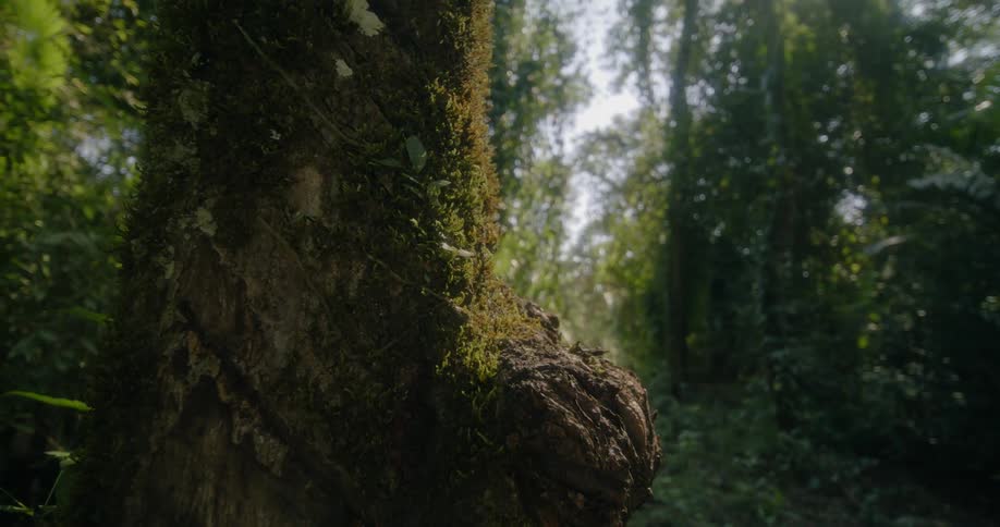 The sun shines on a tree in the forest with moss growing near a large burl