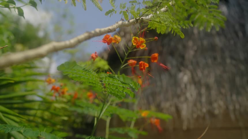 Flowers are seen through the branches of a neighborhood tree