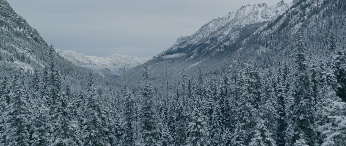 An aerial view of a forest covered in snow