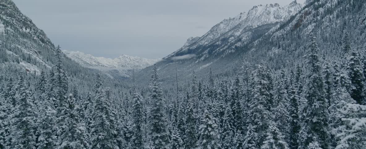 An aerial view of a forest covered in snow