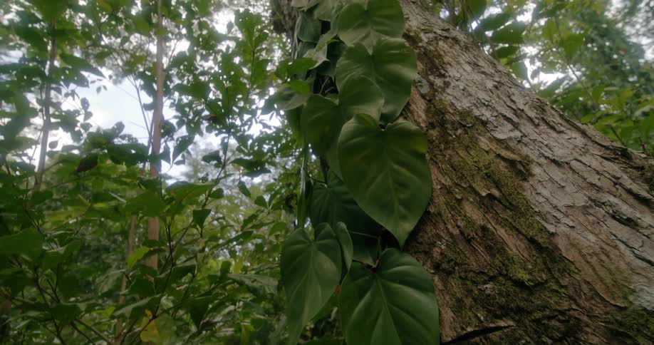 A view of a tree in a forest