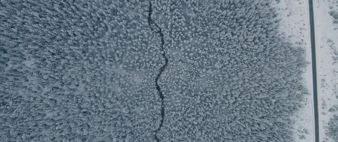 An aerial view of a forest with trees covered in snow