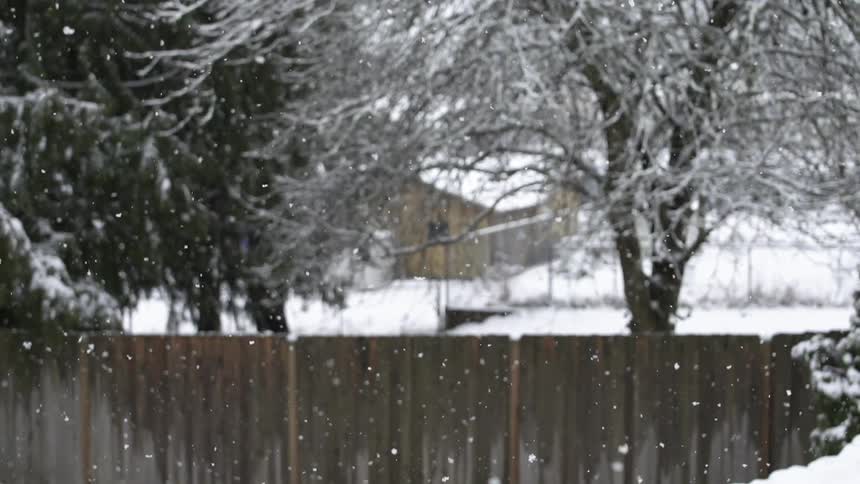 Snow falls slowly in front of a barricade