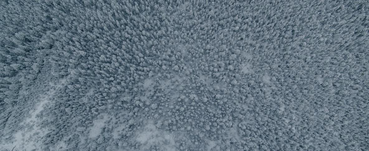 An aerial view of snowy pine trees