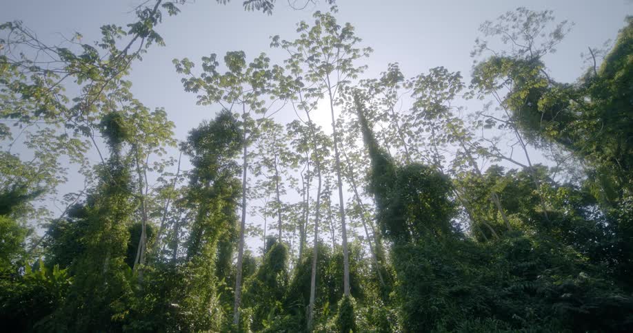 Tall trees in a forest on a summer day
