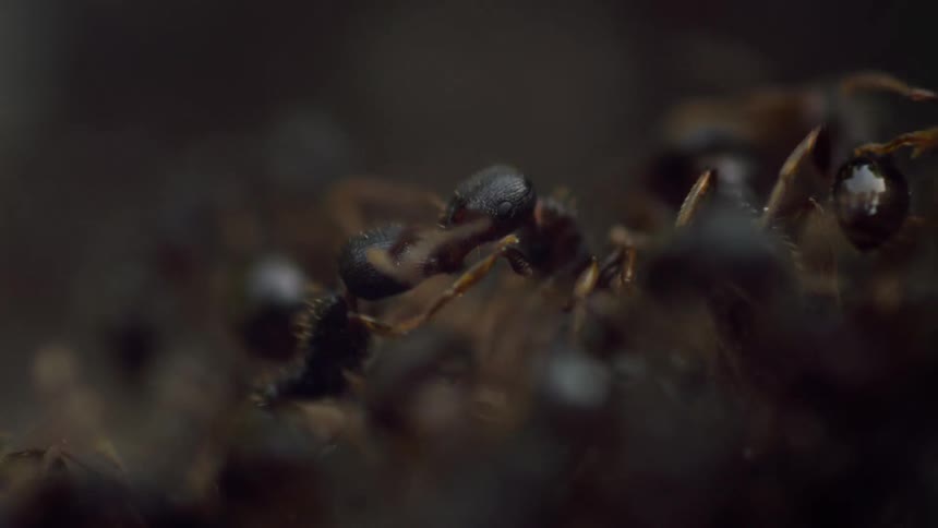 The ants are crawling around