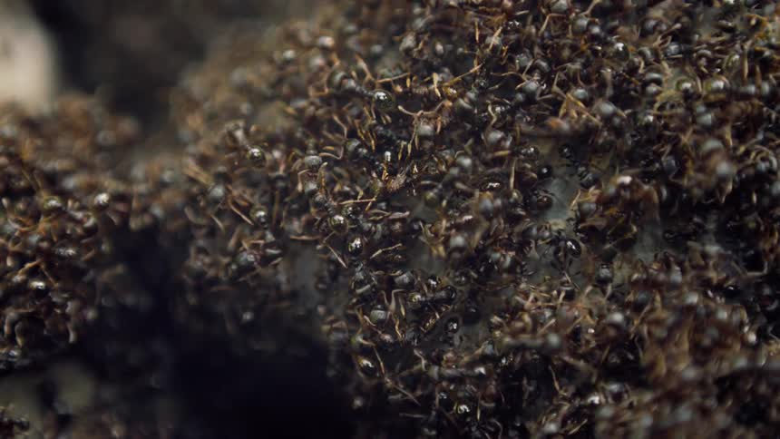 A surface is covered with countless ants that are all busily crawling over it