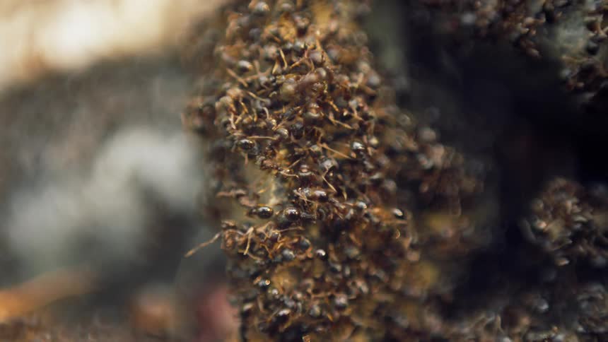 Ants are piled on the top of an object and busy working to break it down