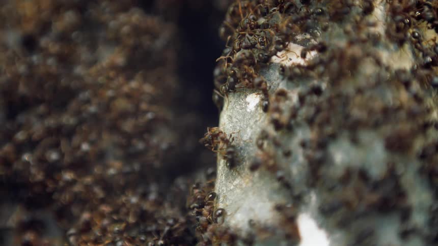 Many ants are swarming around an ant nest