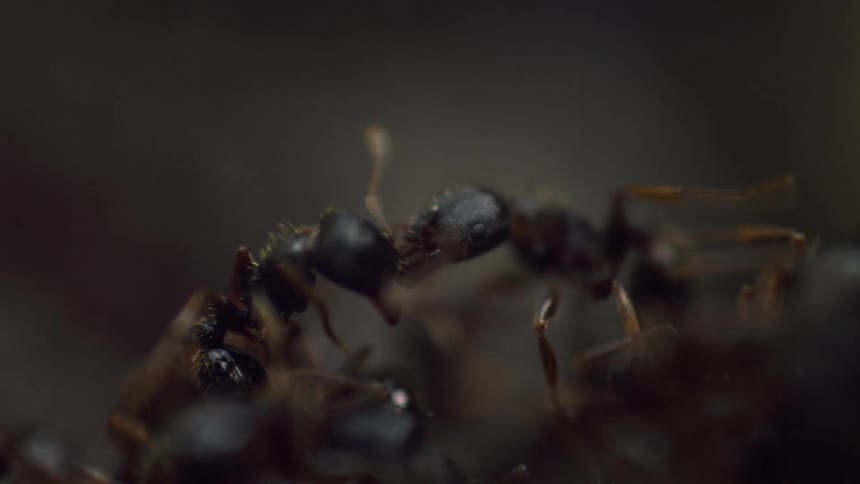 Ants are piled on top of each other and two appear to be locked in a battle