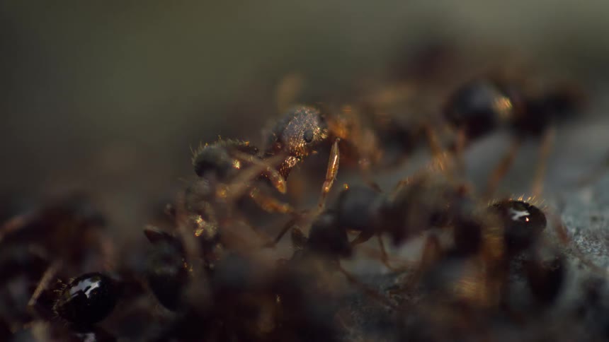 Ants climbing on top of each other and around looking wet and glistening in sunlight