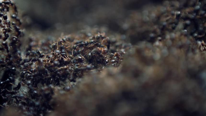 A large group of ants crawl around