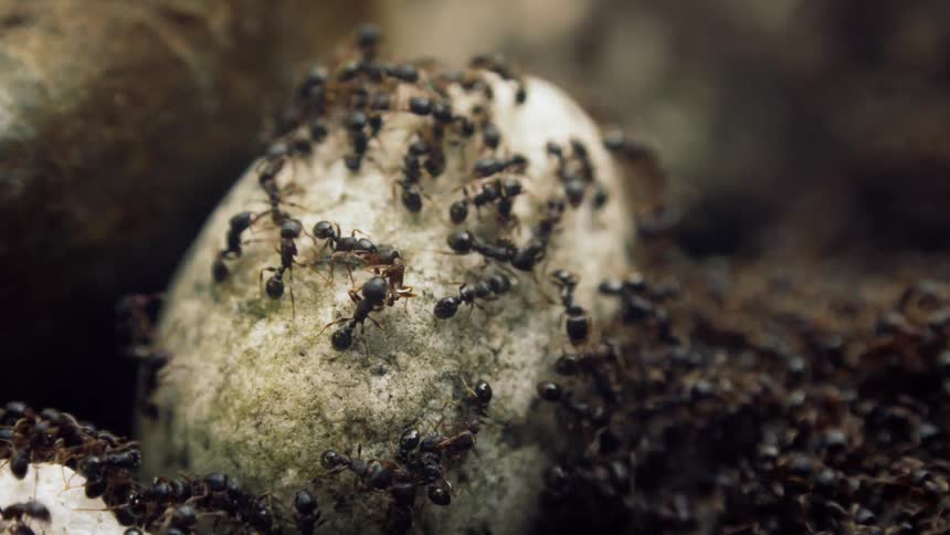A colony of ants walking around and on a round stone