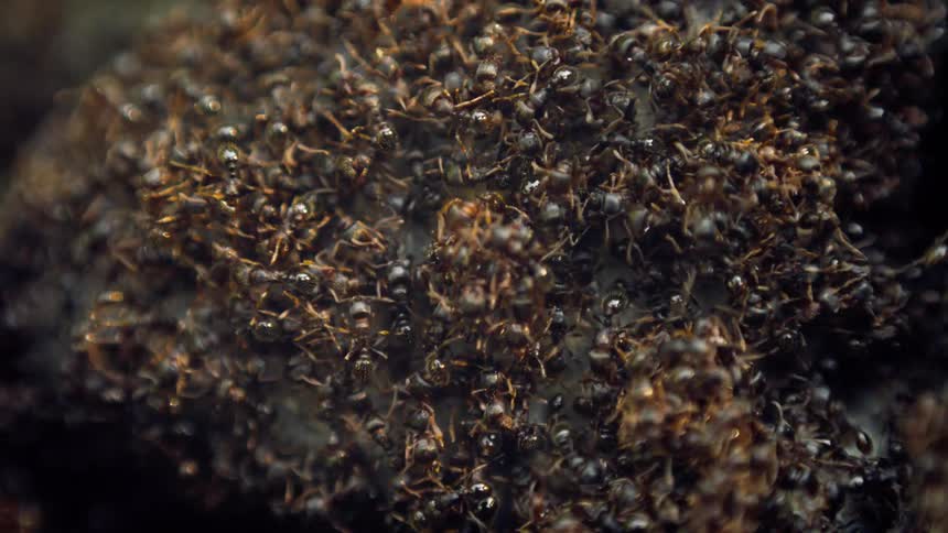 A colony of ants are swarming on dead insects