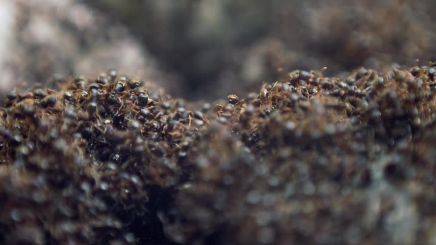 Close up of ant colony moving