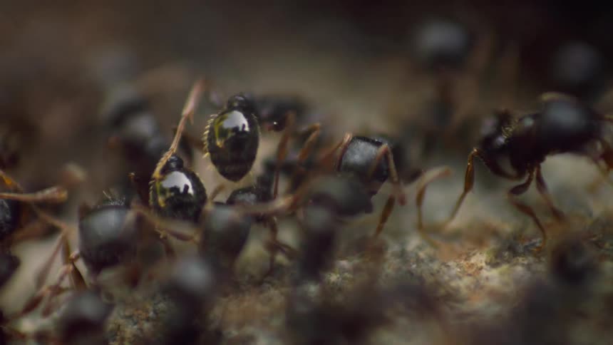 A group of ants works on dismantling a chunk of wood