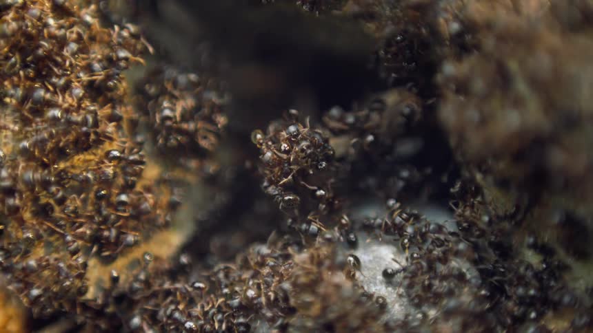Hundreds of ants move in unison as they sit on a perishable object