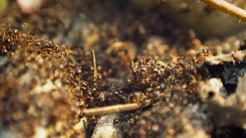 Close up of ant colony moving