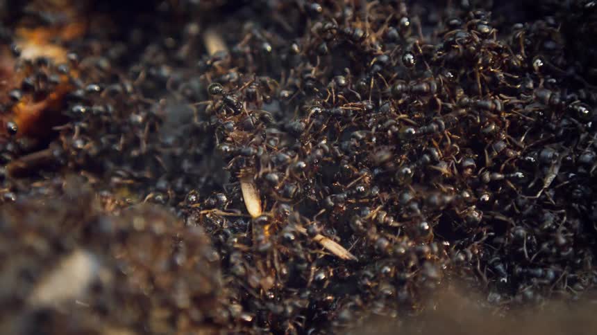 A large amount of ants crawl around