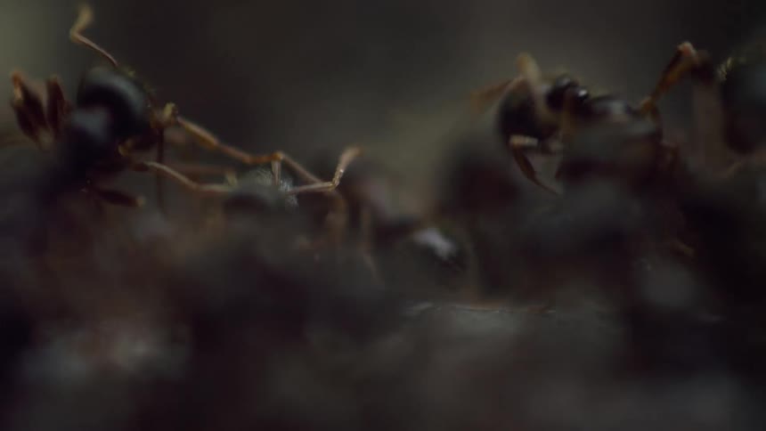Ants crawl over surface and each other