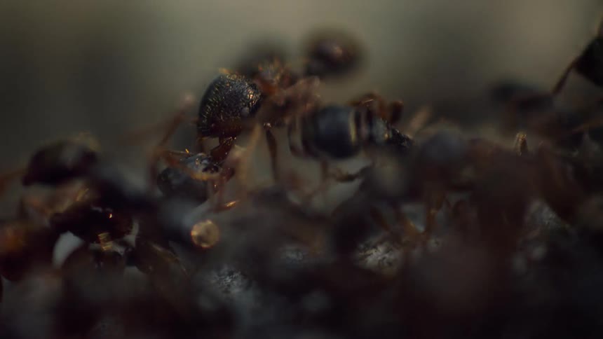 Ants battle on top of a rock