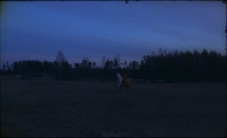 A view of horses running outdoors