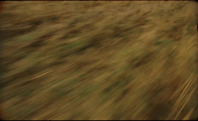 Moving fast across a field of dried crops