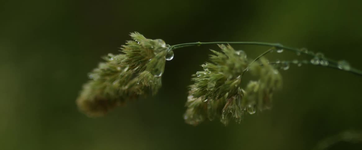 Water drops are hanging onto the stem and bud of a plant