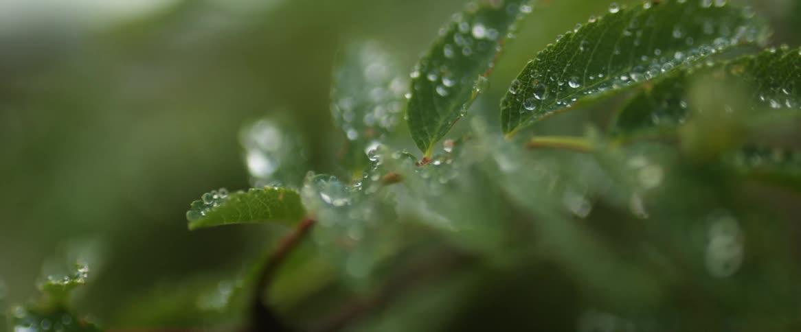 There is plants outside in the middle of the day with rain on it