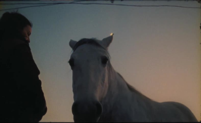 A woman reaches her hand out to a horse standing near her chewing