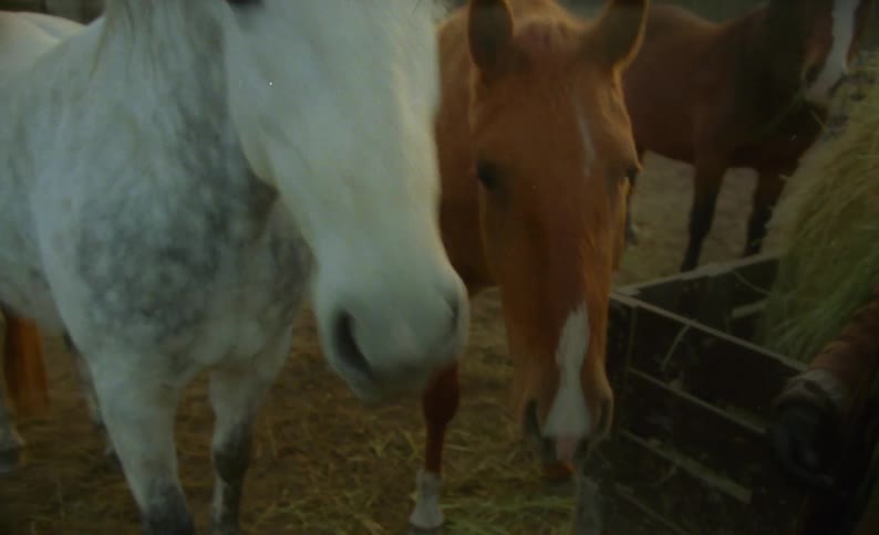 A woman standing near a hay cart as horses graze giving treats to one horse