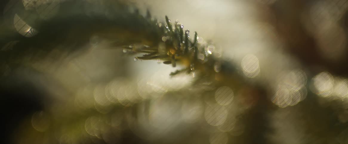 Rain drops falling on evergreen tree branches and needles causing them to glisten in the sunlight