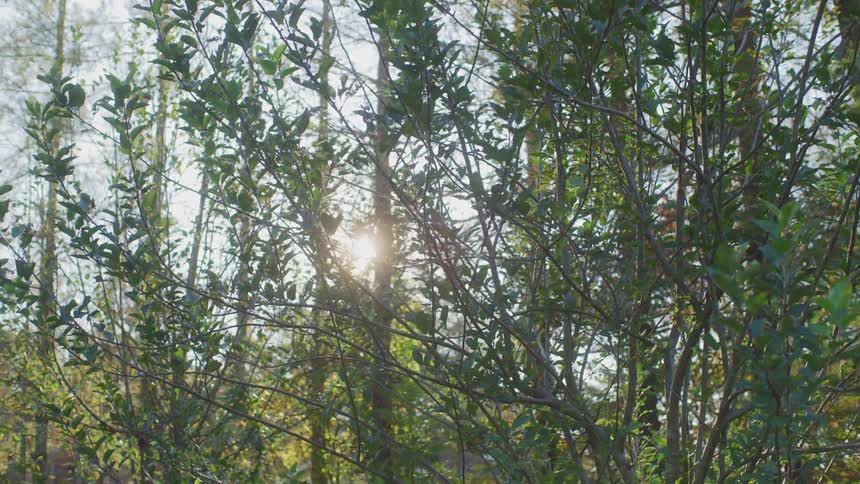 Sunlight shines through the foliage of the tree of a woodland