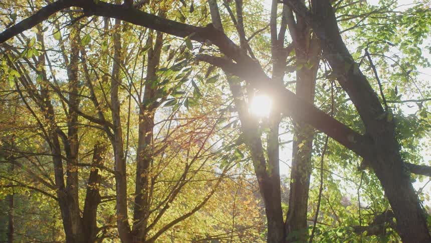 The sun shines brightly through the branches of trees and the leaves are in fall colors