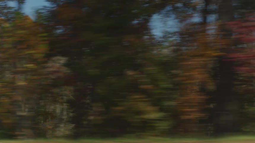 Traveling on road by a forest of trees in bright fall colors