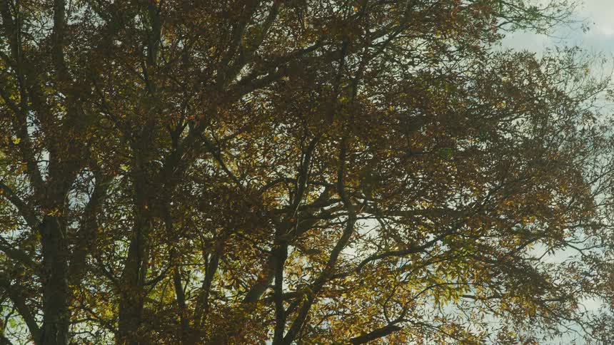 Foliage on the treeline under a blue sky at morning