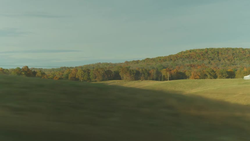 Cows graze in a field on a farm