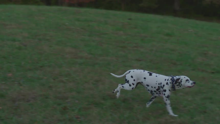 A dog is running through an open field during the spring