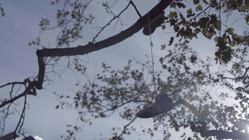 A pair of shoes are hanging from a tree branch outdoors