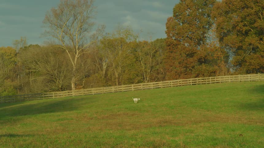 A dog running across a fenced in field stops to sniff a spot