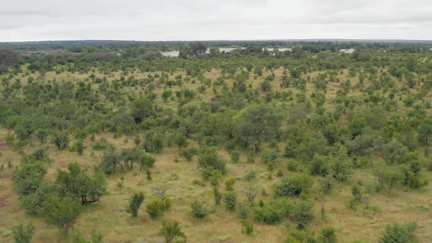 Aerial view of a herd of zebra running through dry grasslands