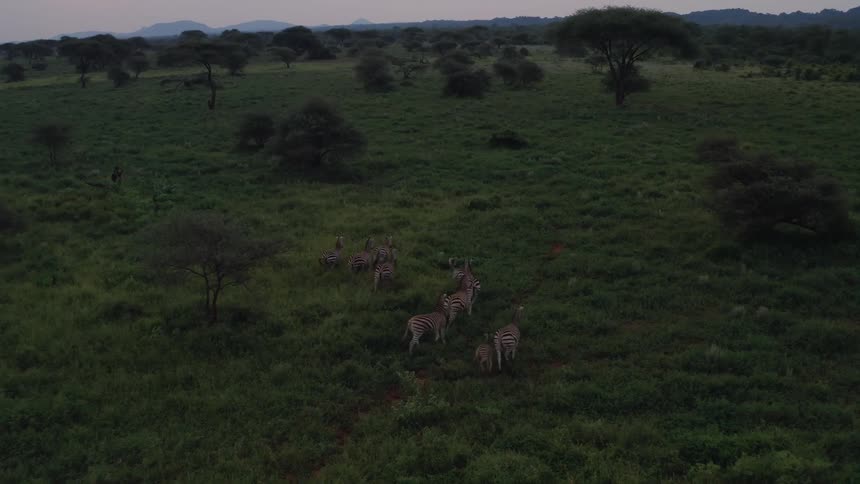 Zebras are running in a field as the sun glows behind the clouds
