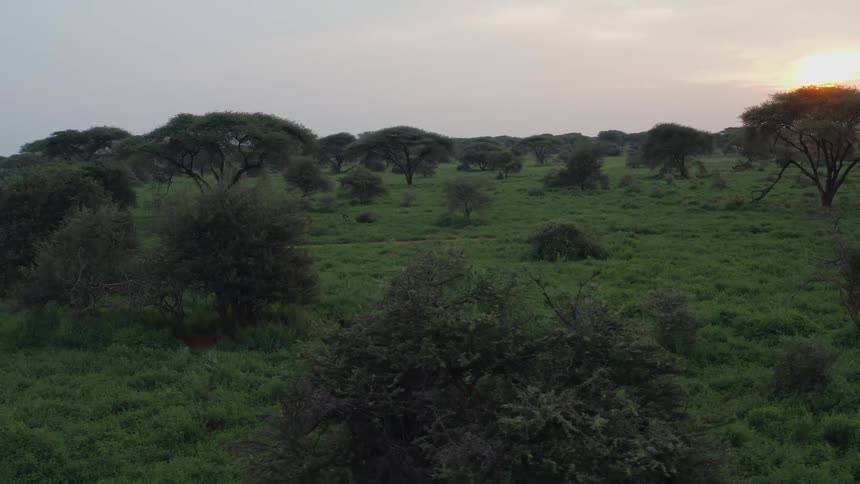 A rhinoceros walks through a grassland on a cloudy day