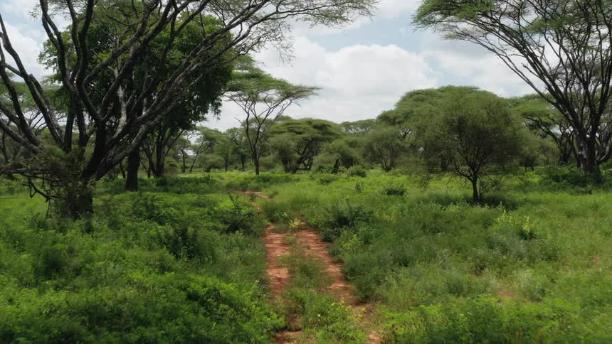 Red dirt trail running through lush green landscape