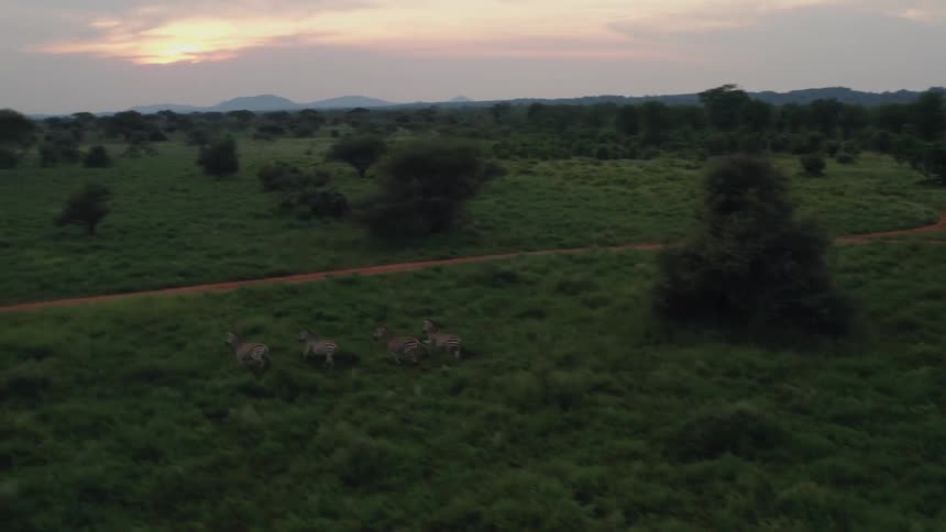 A small dazzle of zebras runs across the grasslands